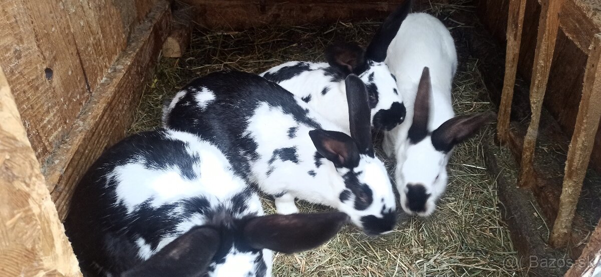 Predám králiky - 9