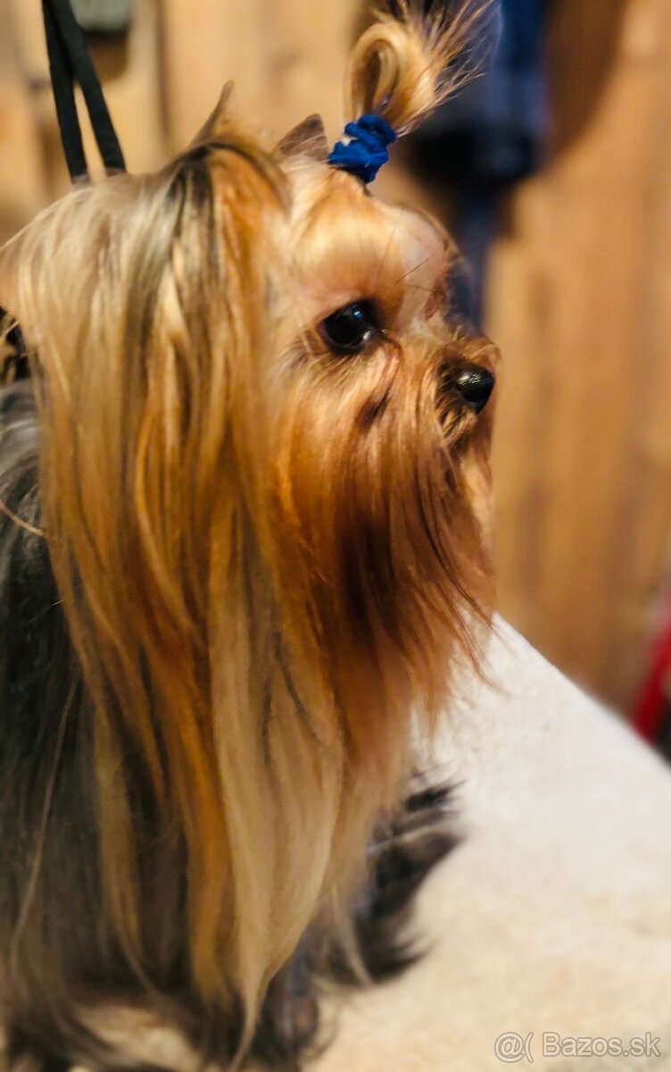 Yorkshire terrier s PP - 9