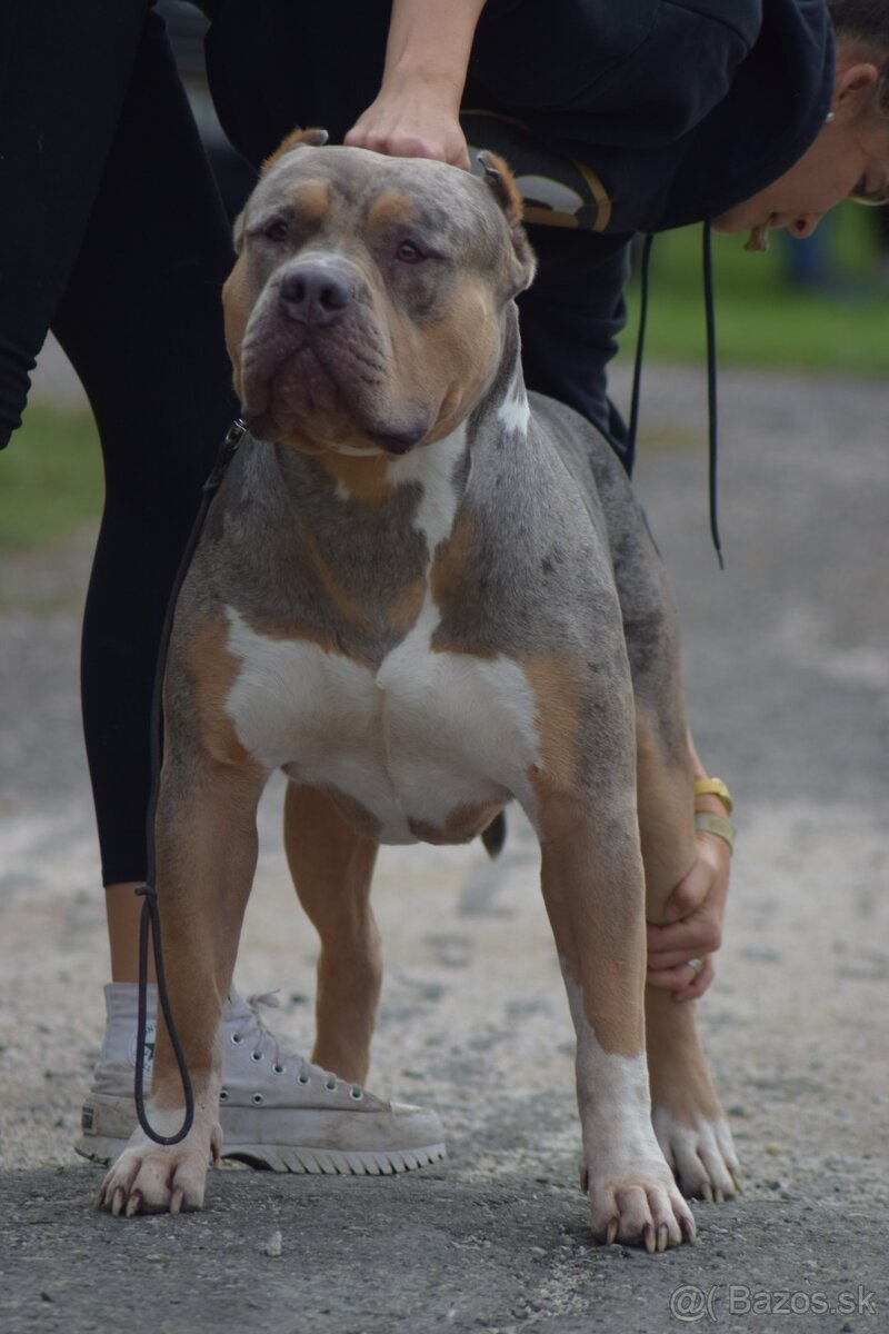 American Bully XL - 9