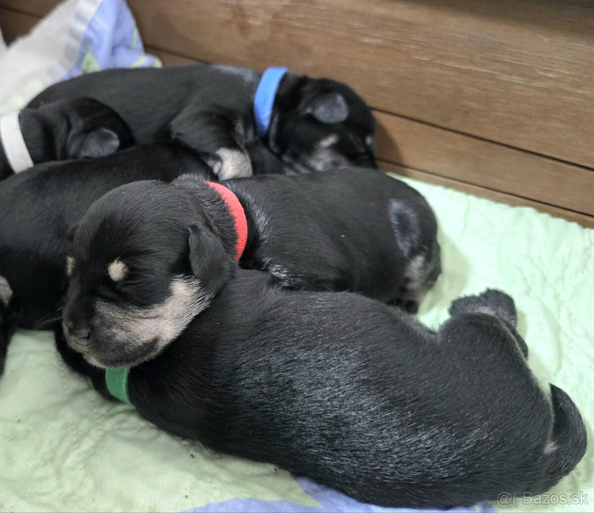 Malý čiernostrieborný bradáč - 9