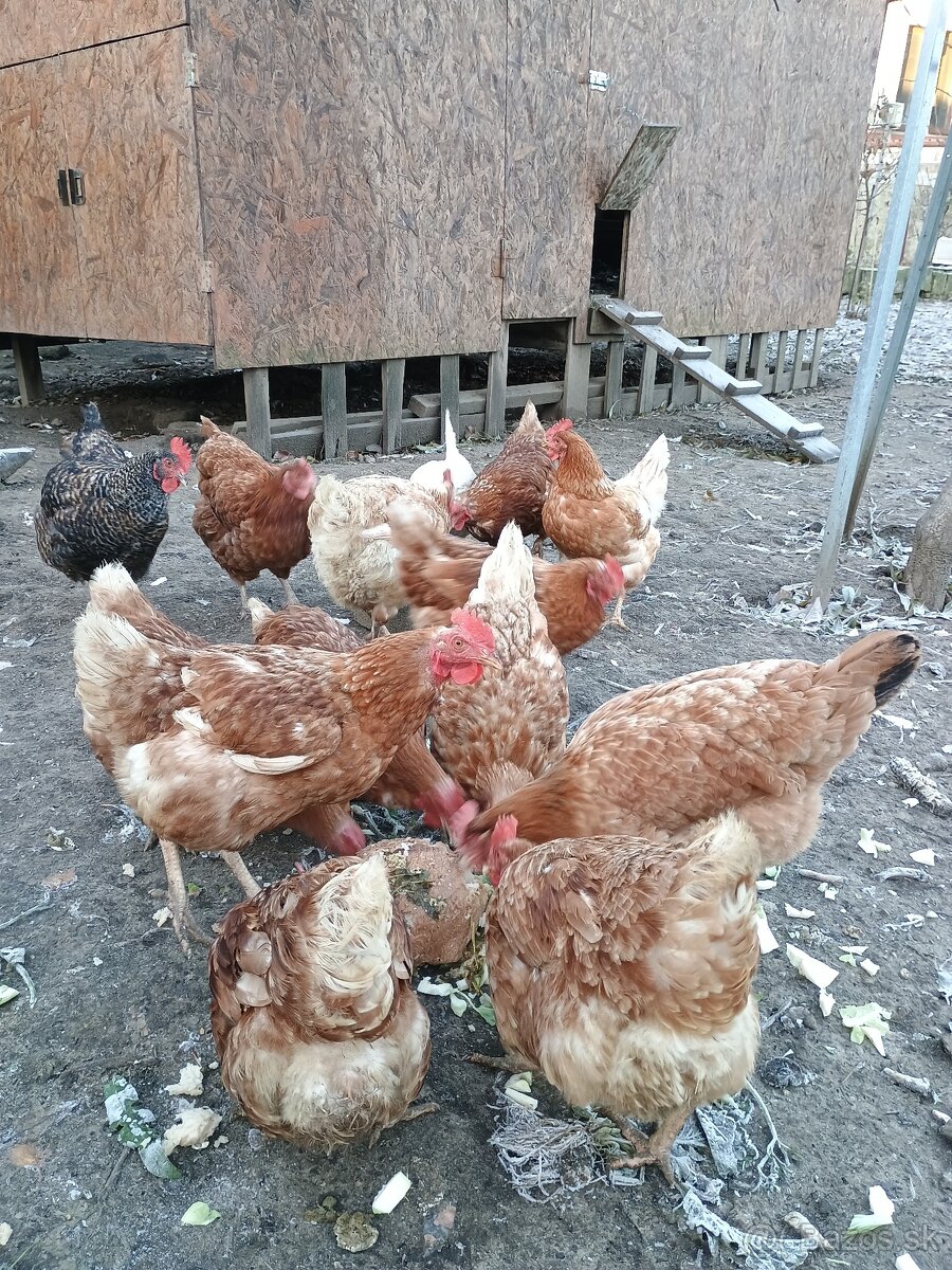 Predám kurín - 9