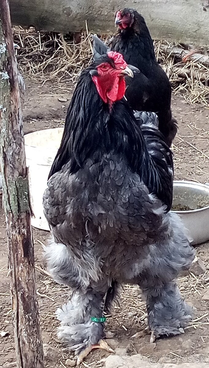 Brahmanka veľká NV 1,50€ - 9