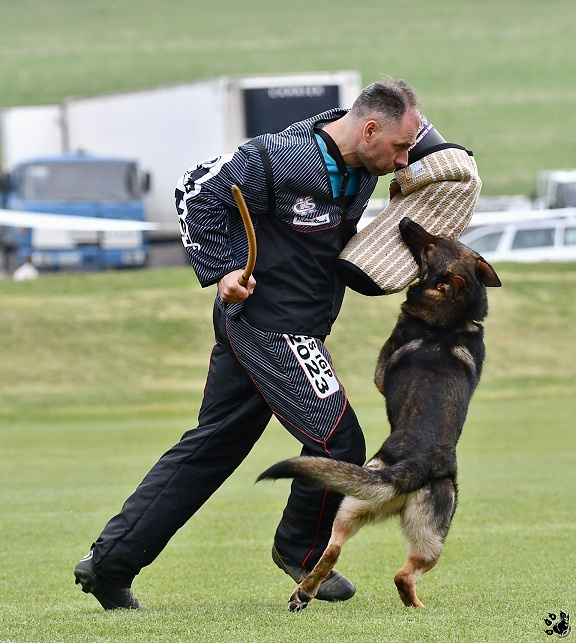 Nemecký ovčiak - šteniatka s PP - 9