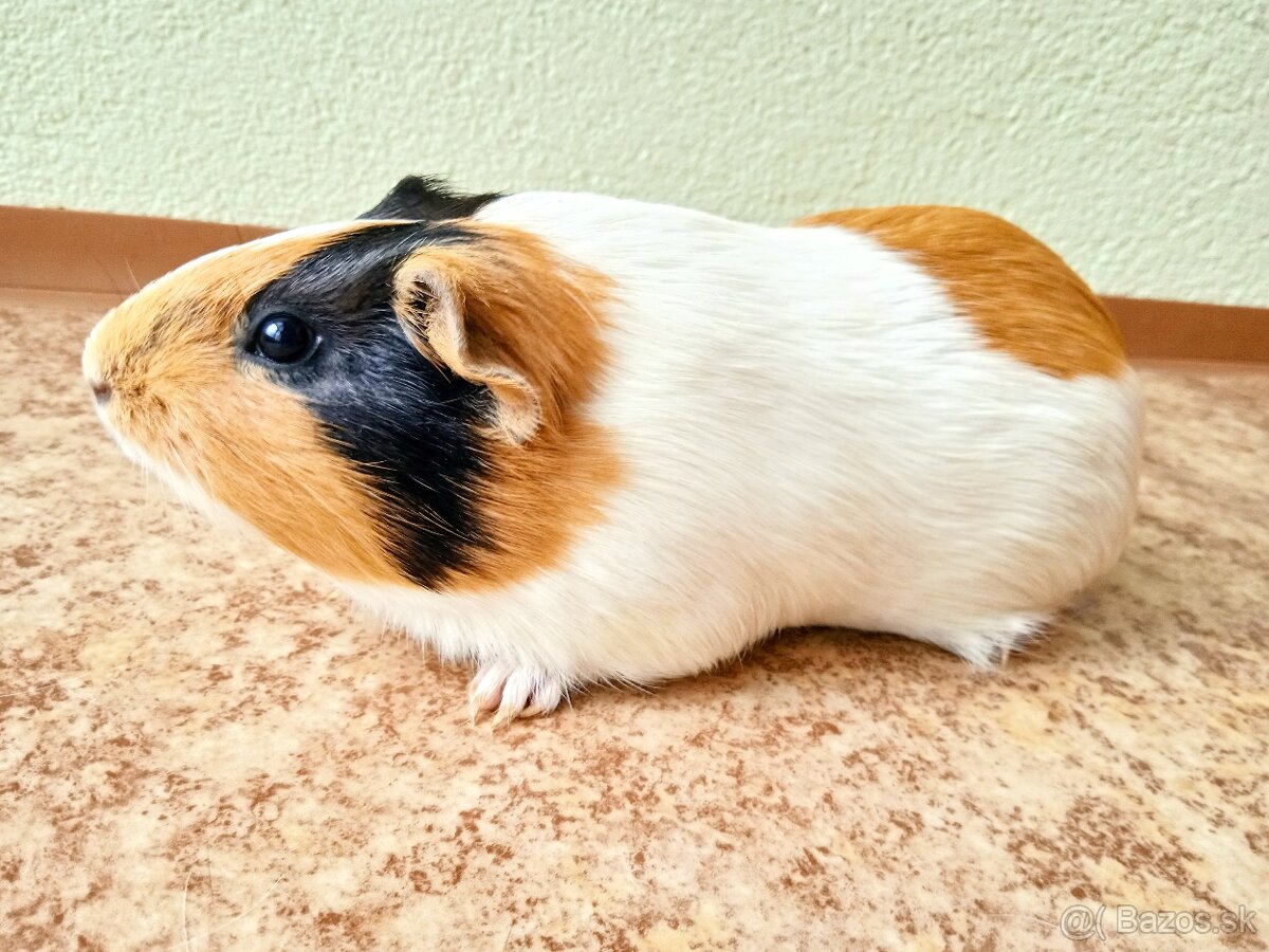 Predám morčatá, samec mesačný, samice ročné - 9