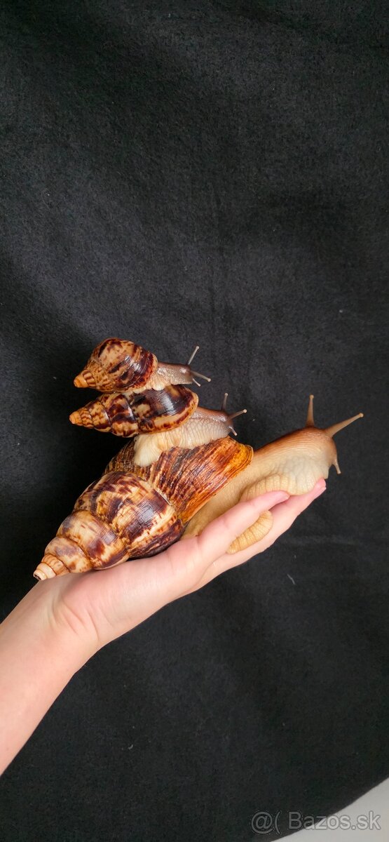 Slimák africký - 9
