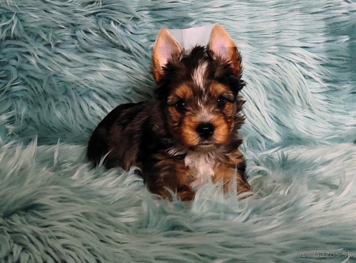 Yorkshire teriér, Biewer, Biro, Yorkshire teriér s PP - 9