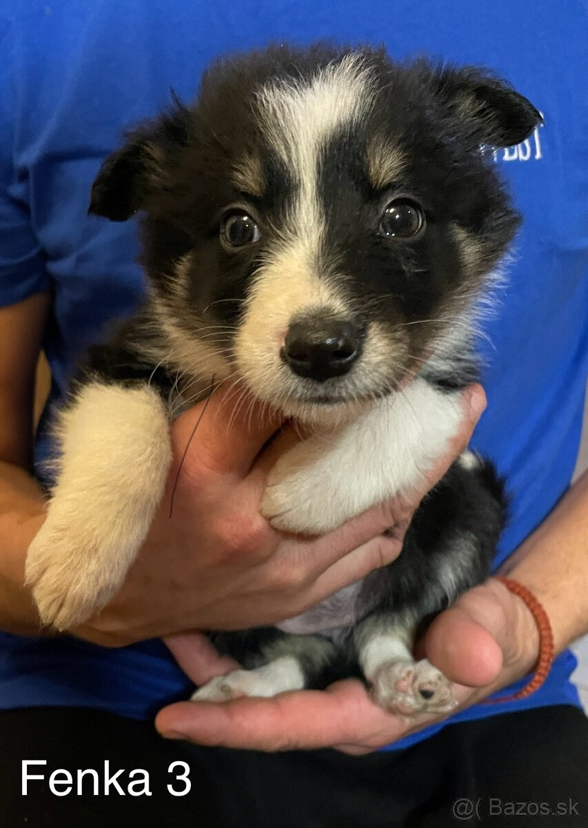 Border kólia - šteniatka - 9