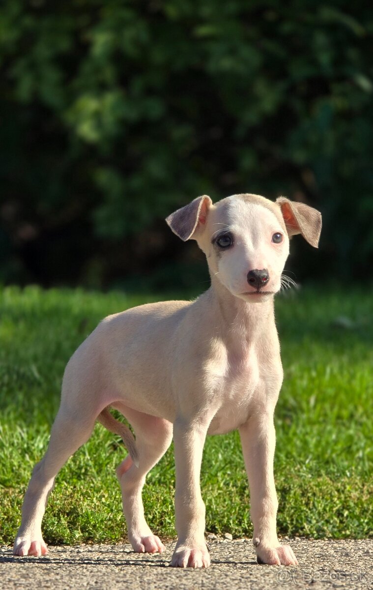 Vipet, Whippet s PP - 9