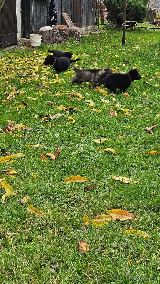 nemecký ovčiak šteniatka - 9