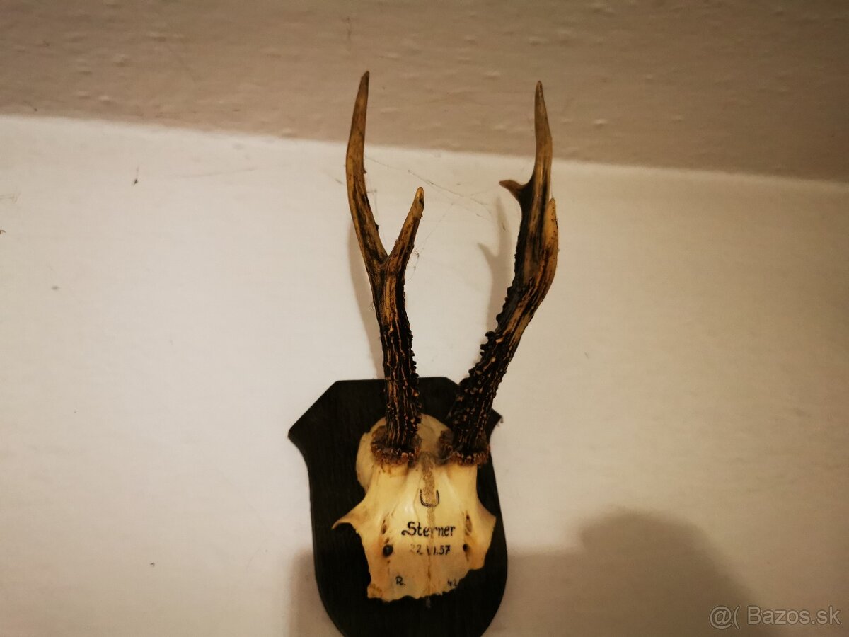 Srnec a iné trofeje - 9