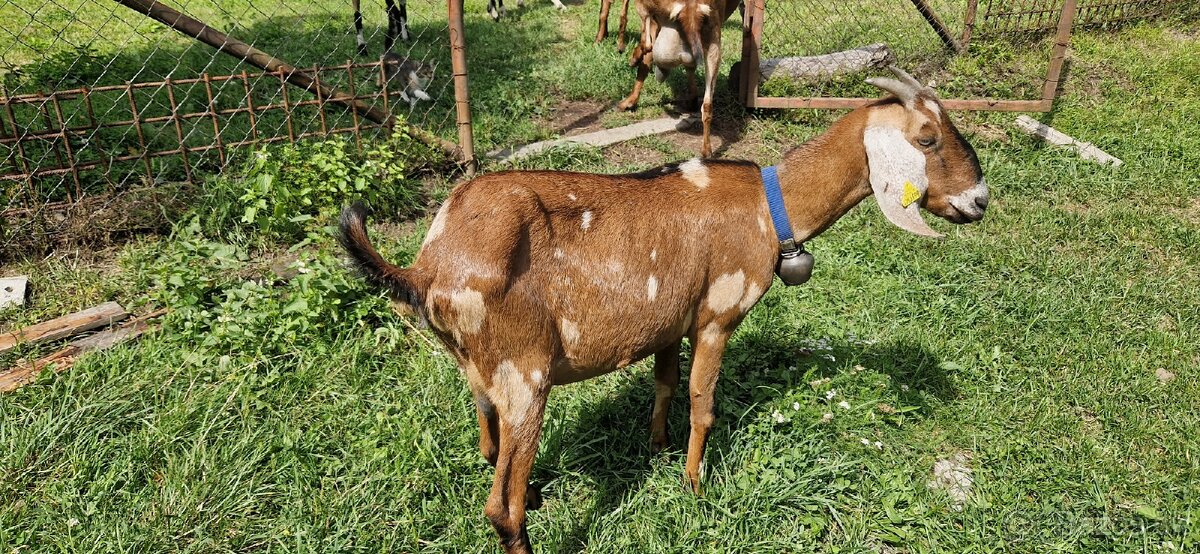 Angulobijske kozy - 9