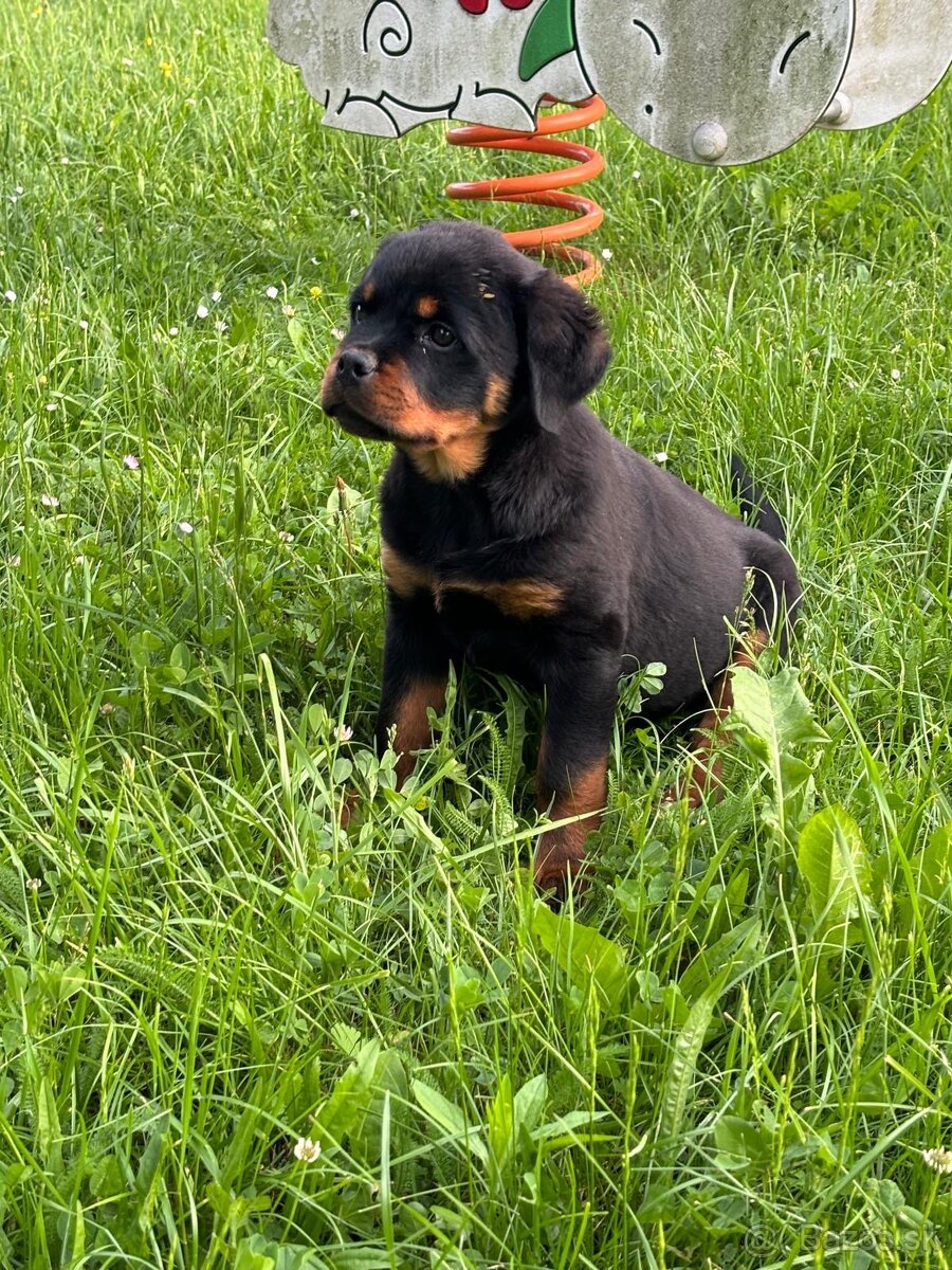 Rotvajler, rtw, rottweiler - 9