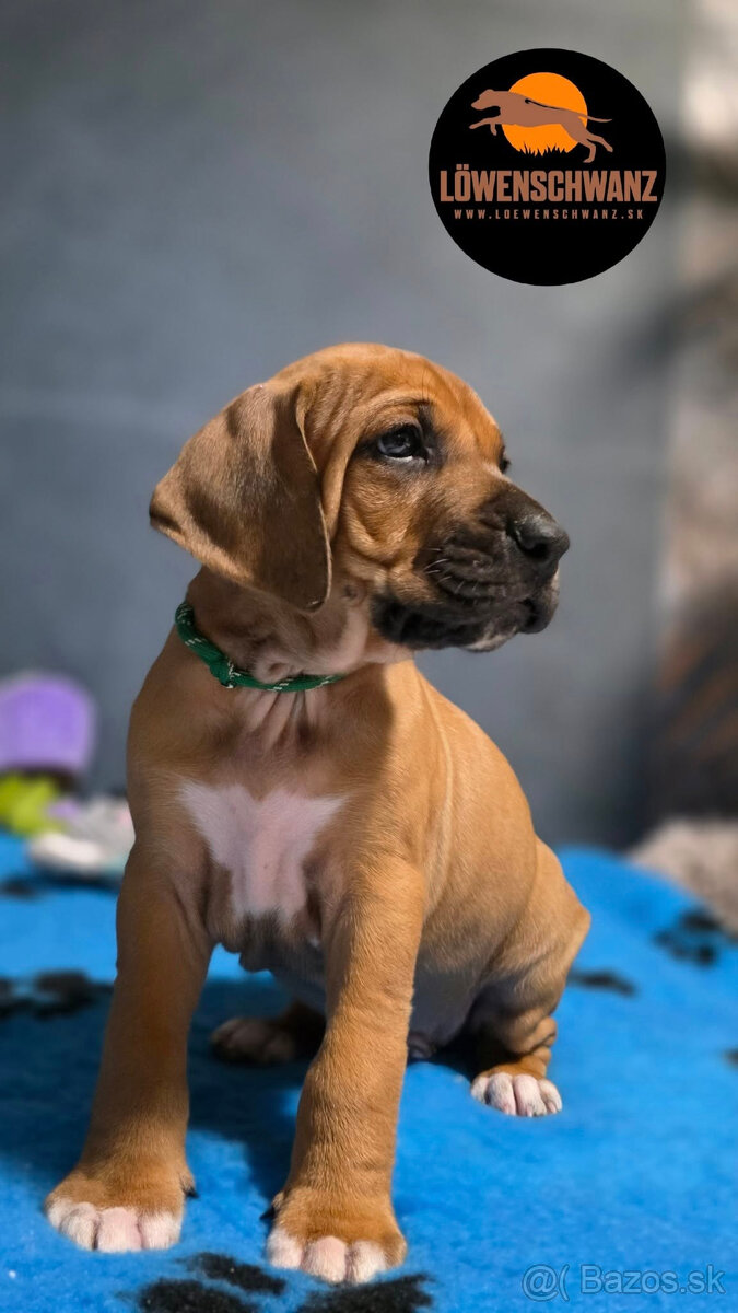 Rhodesian Ridgeback / Rodézsky ridgeback s fci PP - 9