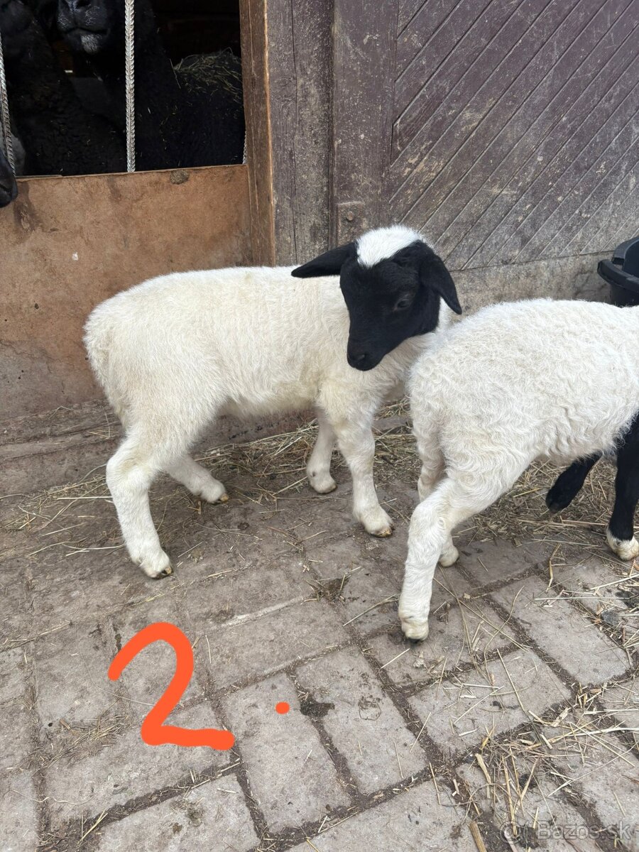 Jahňatá - 9