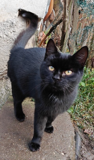 Darujem mačičky - 9