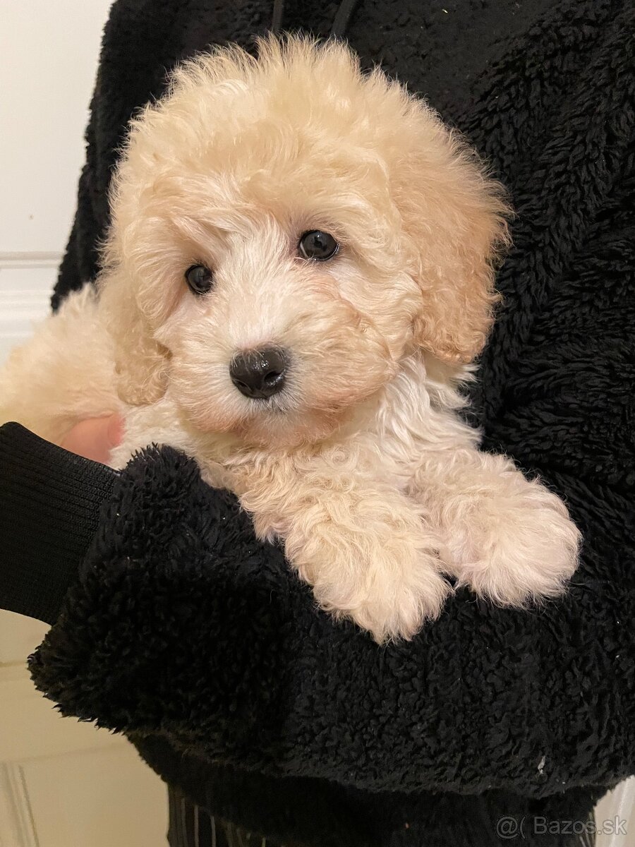 Maltipoo - 9
