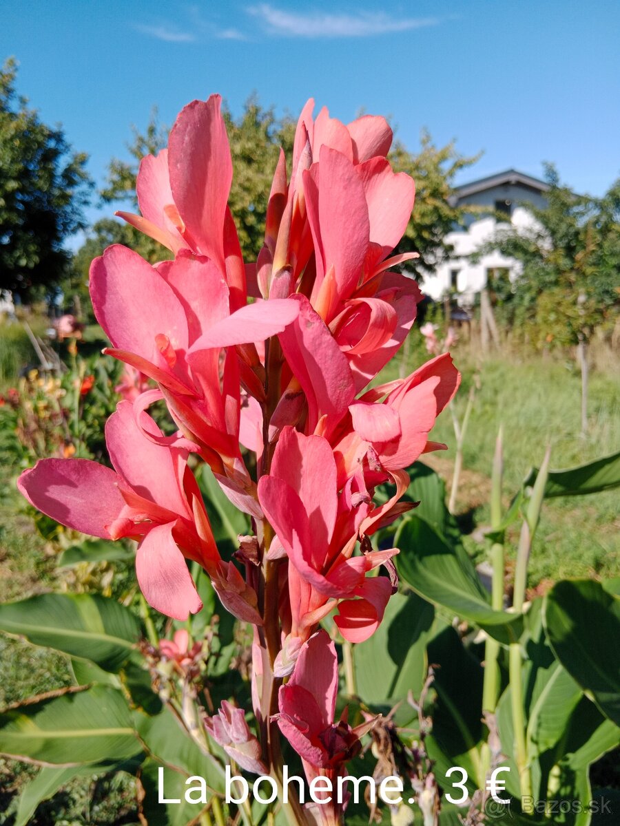 Kana indická (Canna indica) hľúzy. - 9