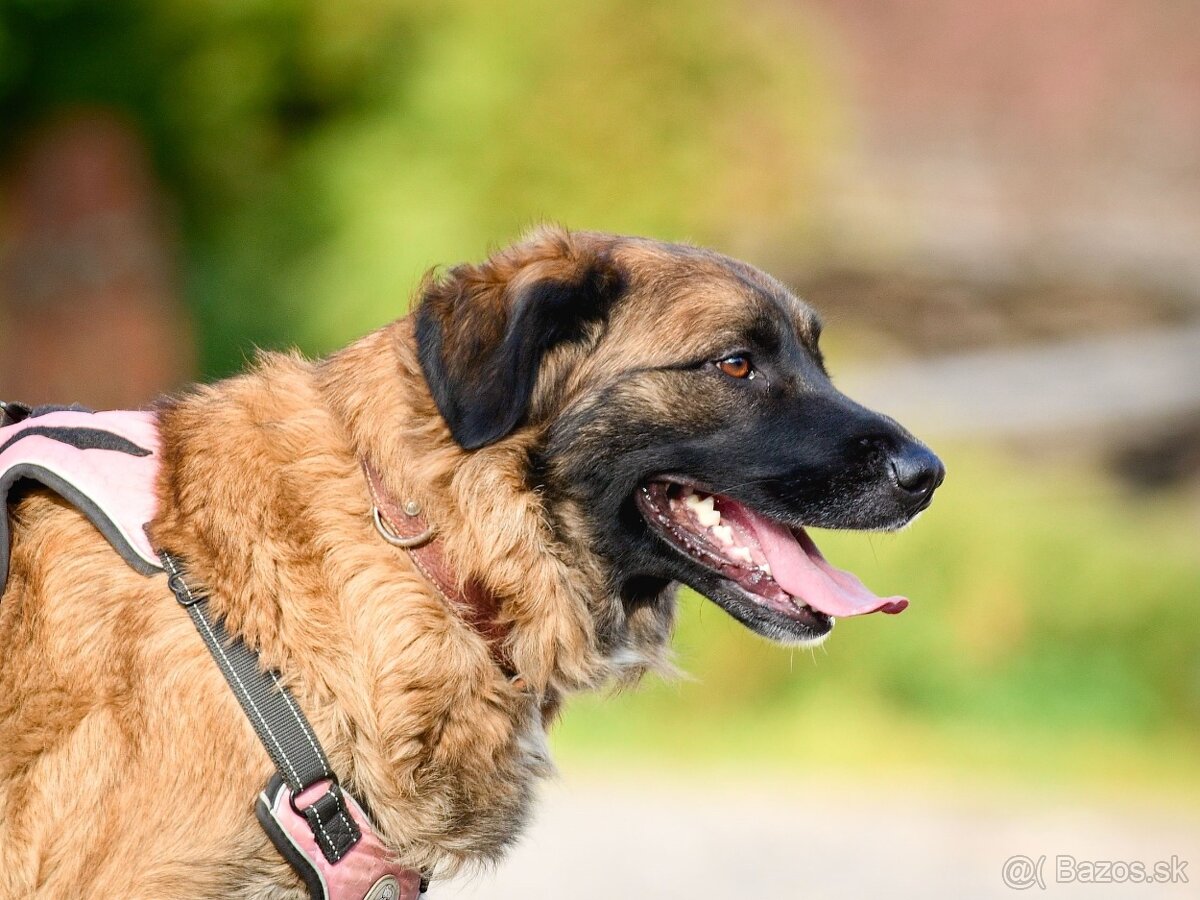 Darujem mohutnú sučku pandu - mix leonberger - 9