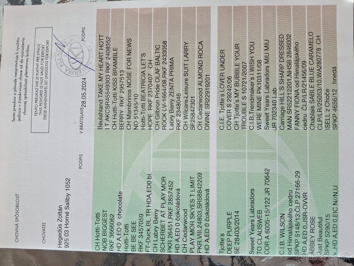 Ponúkam psa na krytie. - 9