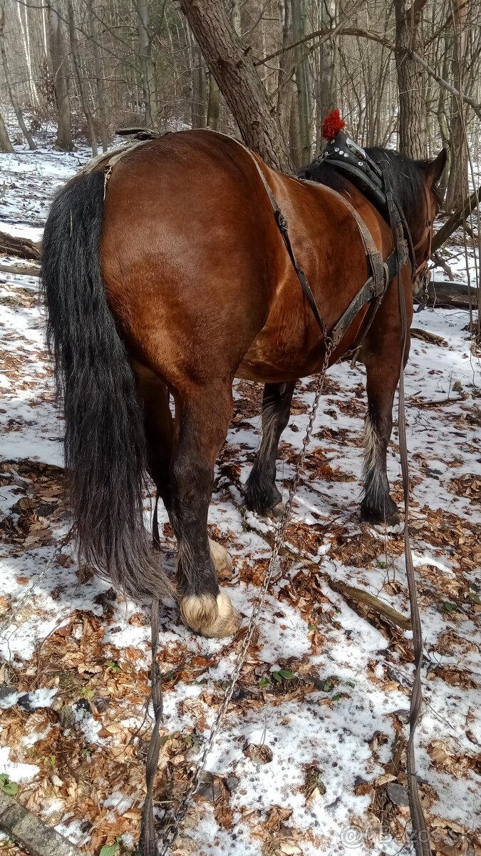 Predám ťažnu kobylu - 9