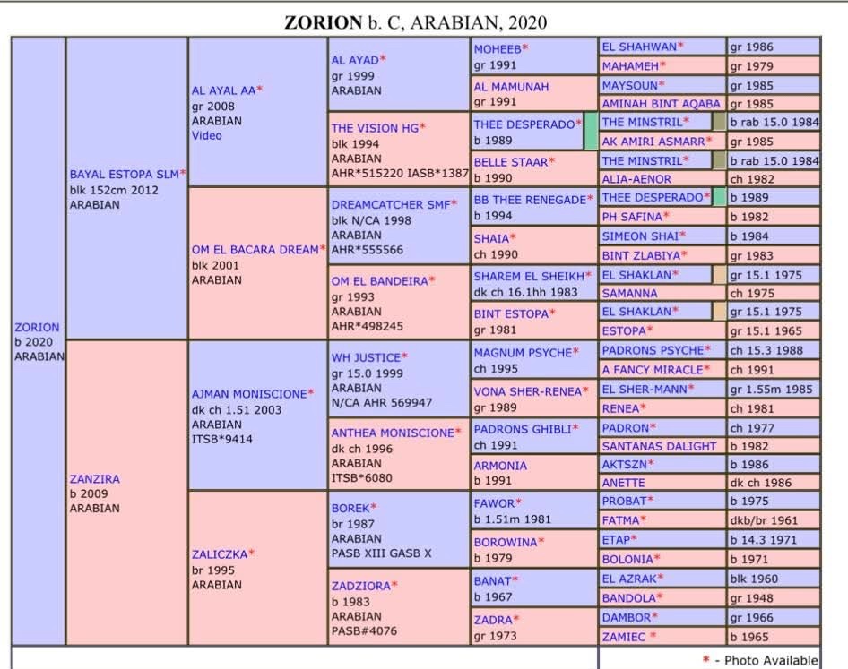 Arabský plnokrvník - 9