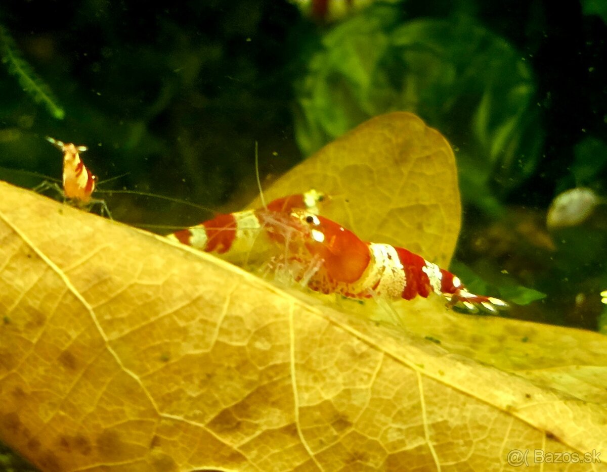 Krevetky Caridina Crystal Black a Crystal Red - 9
