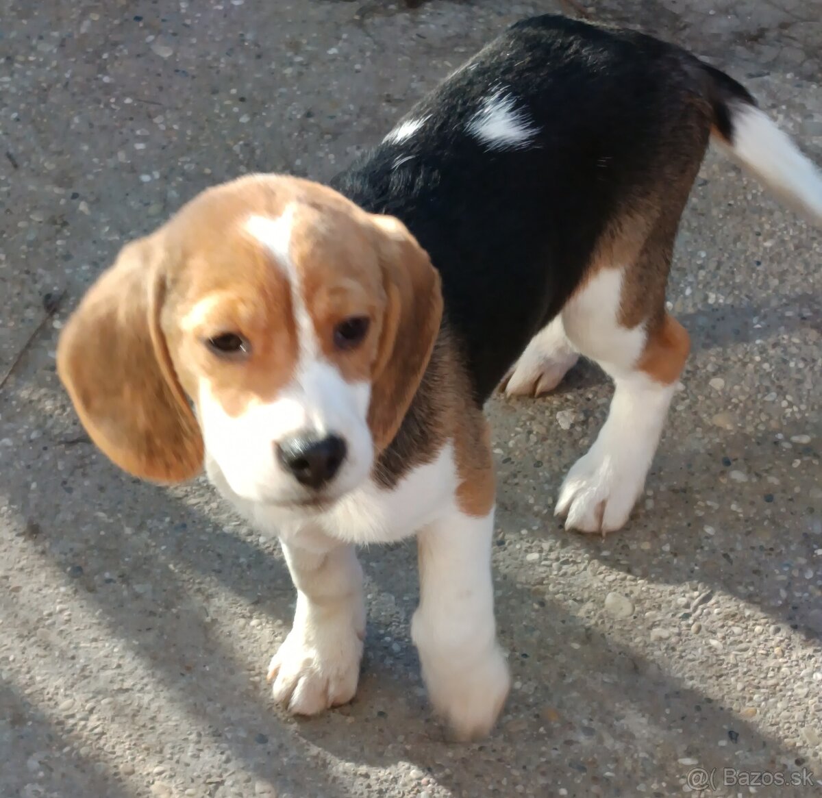 Beagle, bigel, bigl bez PP - 9