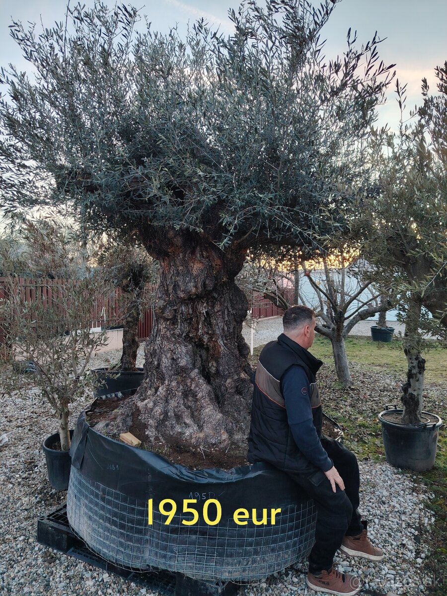 Olivovník Europea - 9