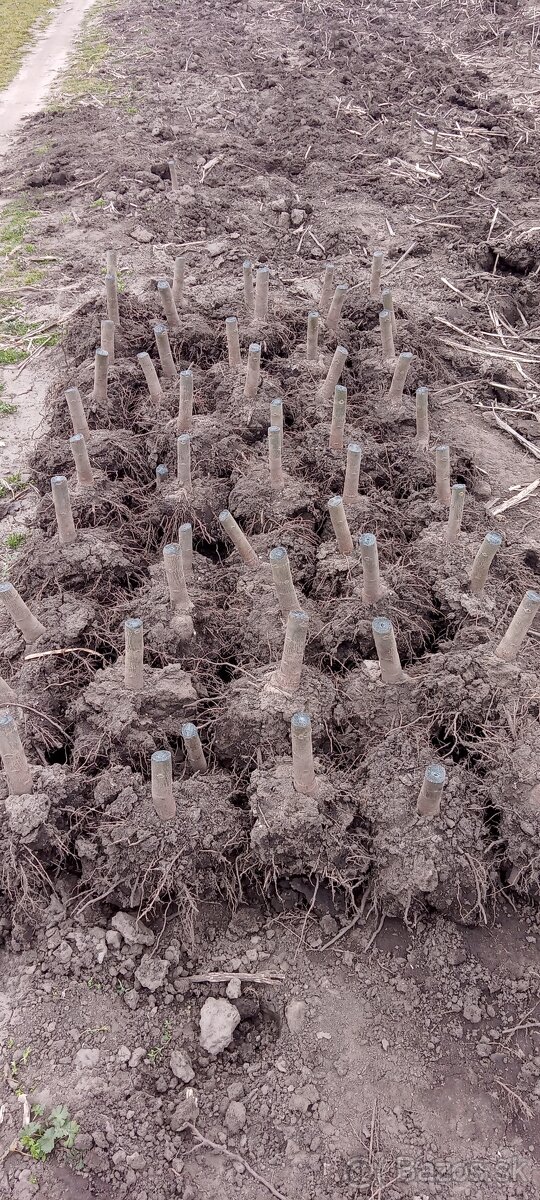 Paulownia Shan Tong Agát sadenice - 9