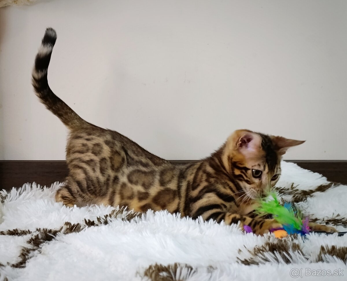 Bengálska mačka na predaj - 9