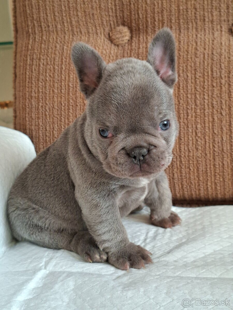 Francúzsky buldoček modrý( lilac) - 9