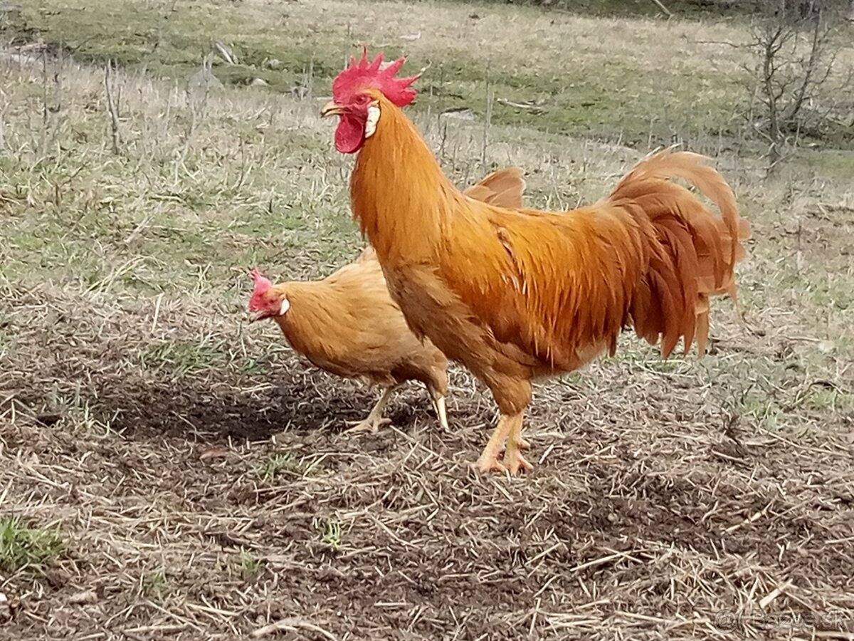 Vlašky žlté NV - 9