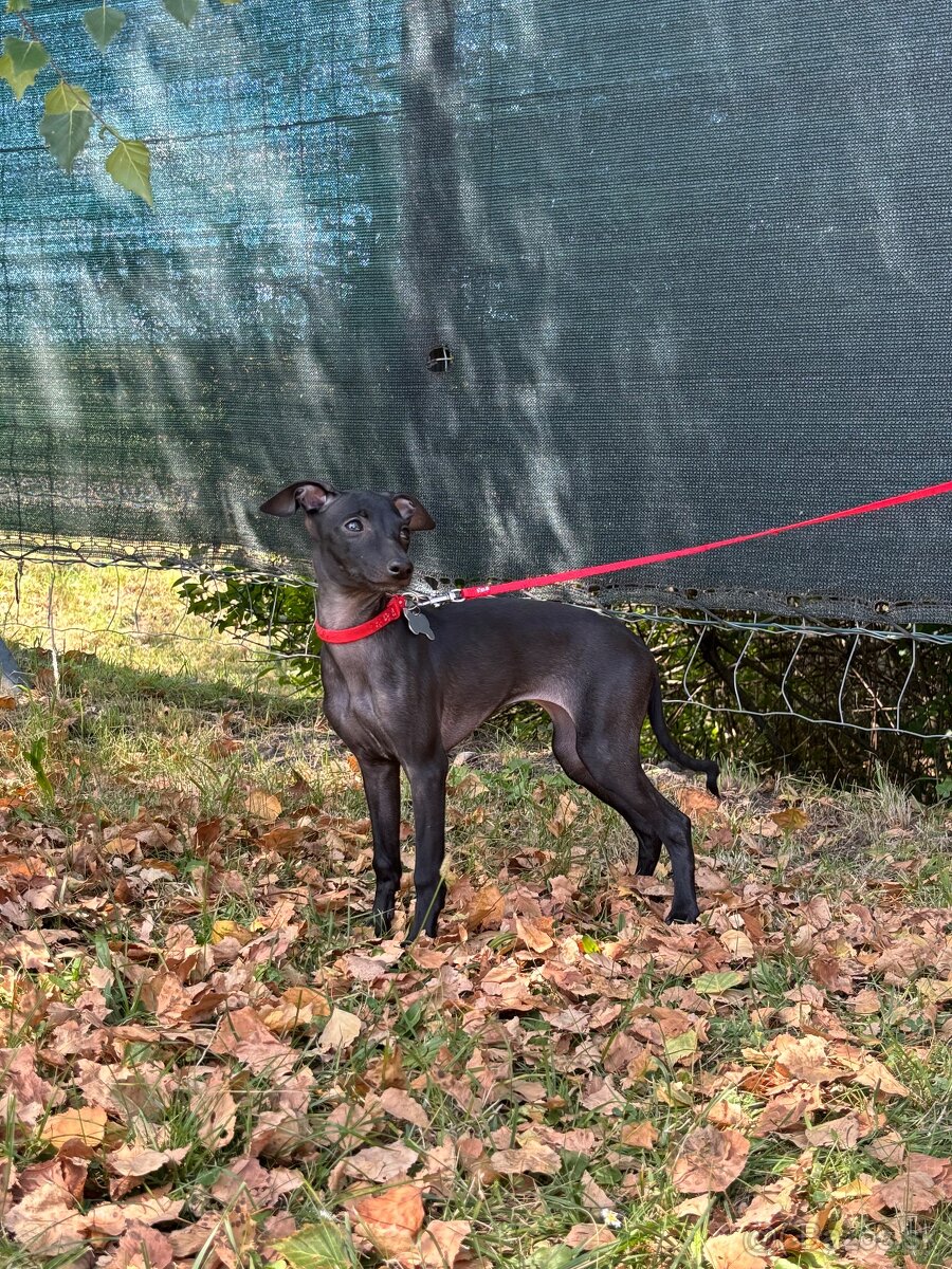 Sučka taliansky chrtik ihned k odberu - 9