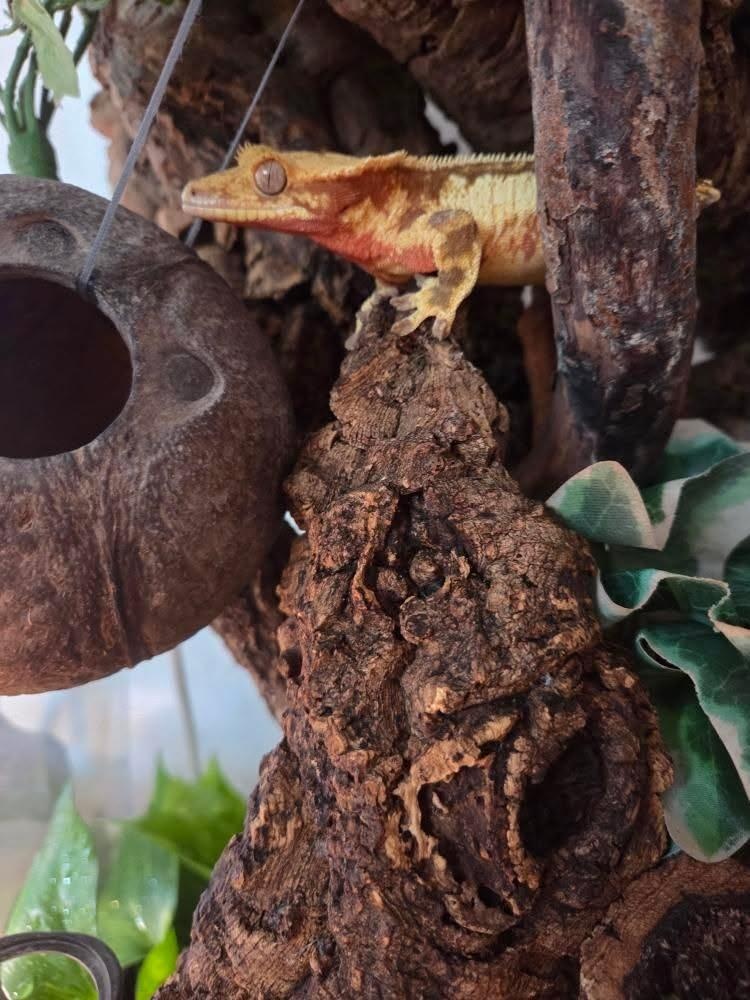 Pagekony riasnaté - 9