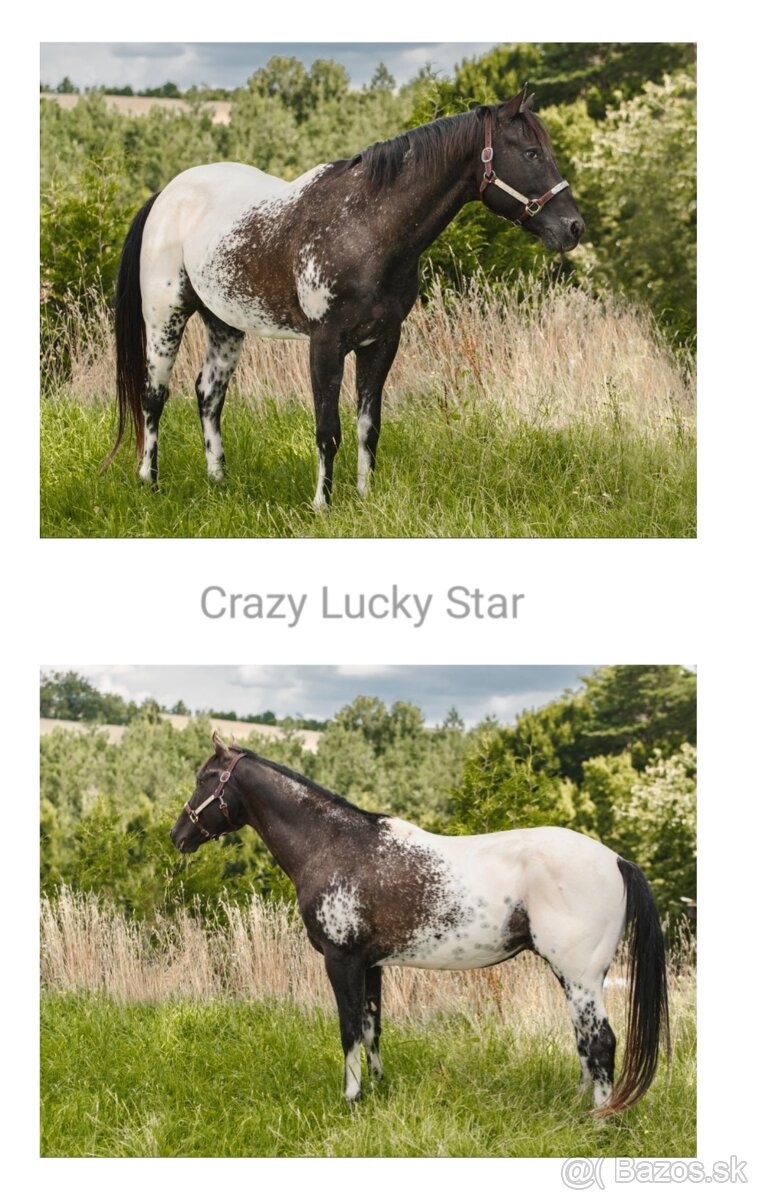 Kobyla appaloosa - 9