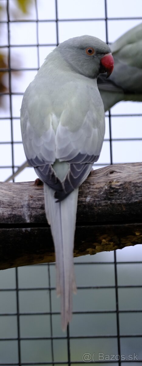 Alexander malý aqua opalin ct - 9