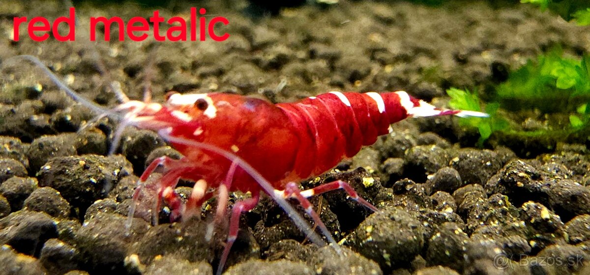 Krevetky caridina - 9