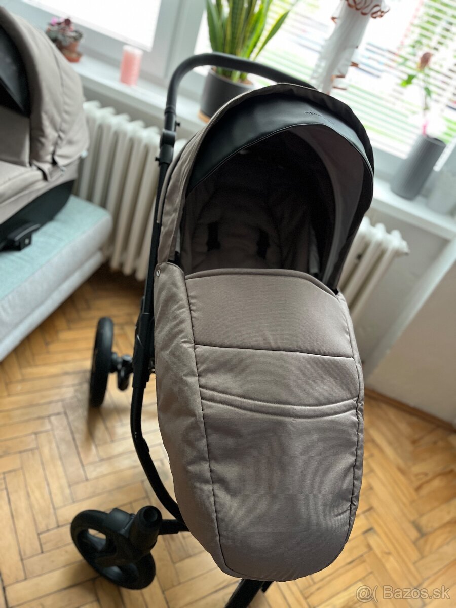 Kočik Bebetto Holland - 9