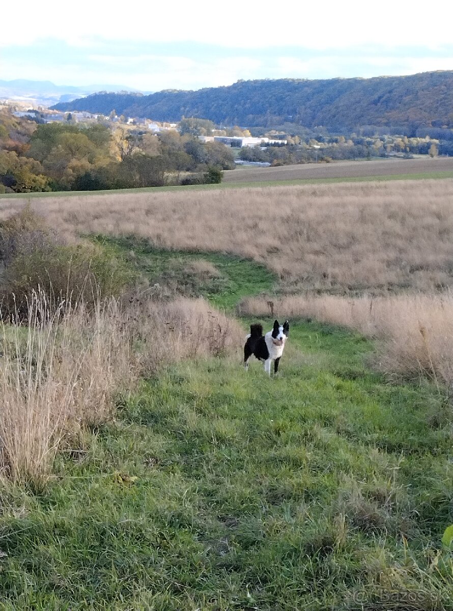 Karelsky Medvedí Pes - 9