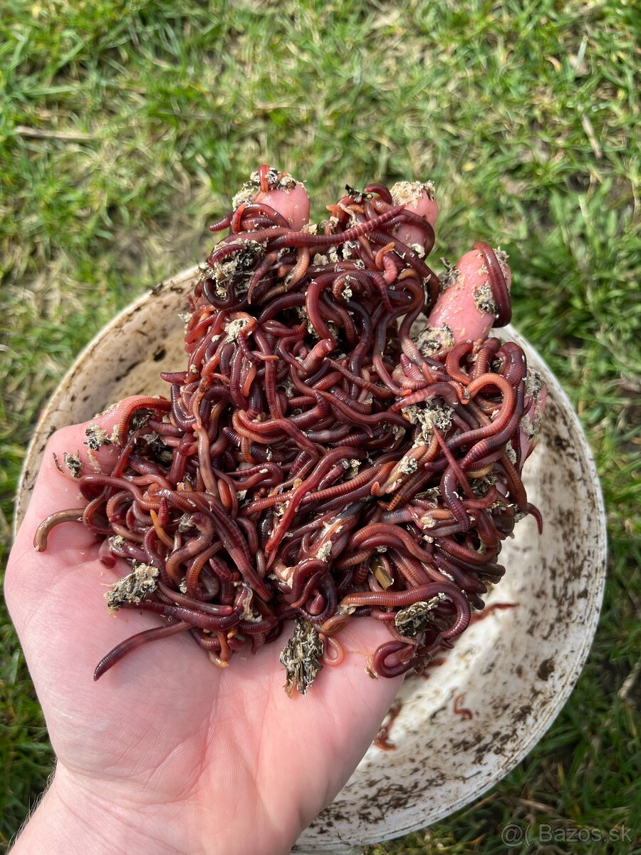 Kalifornské a Hnojné Dážďovky - 9