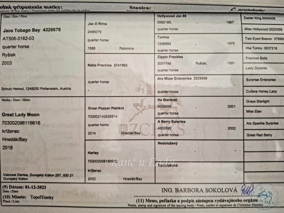 Predám 3/4 qh kobylku - 9