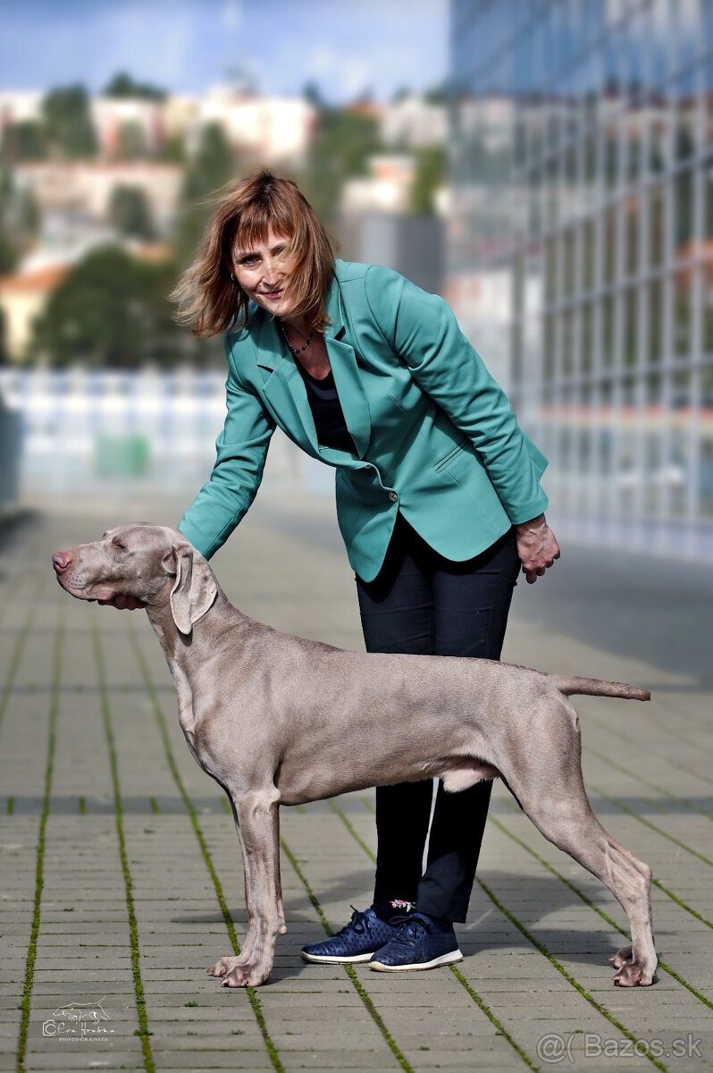 Weimarský krátkosrstý stavač - štěniatka s PP - 9