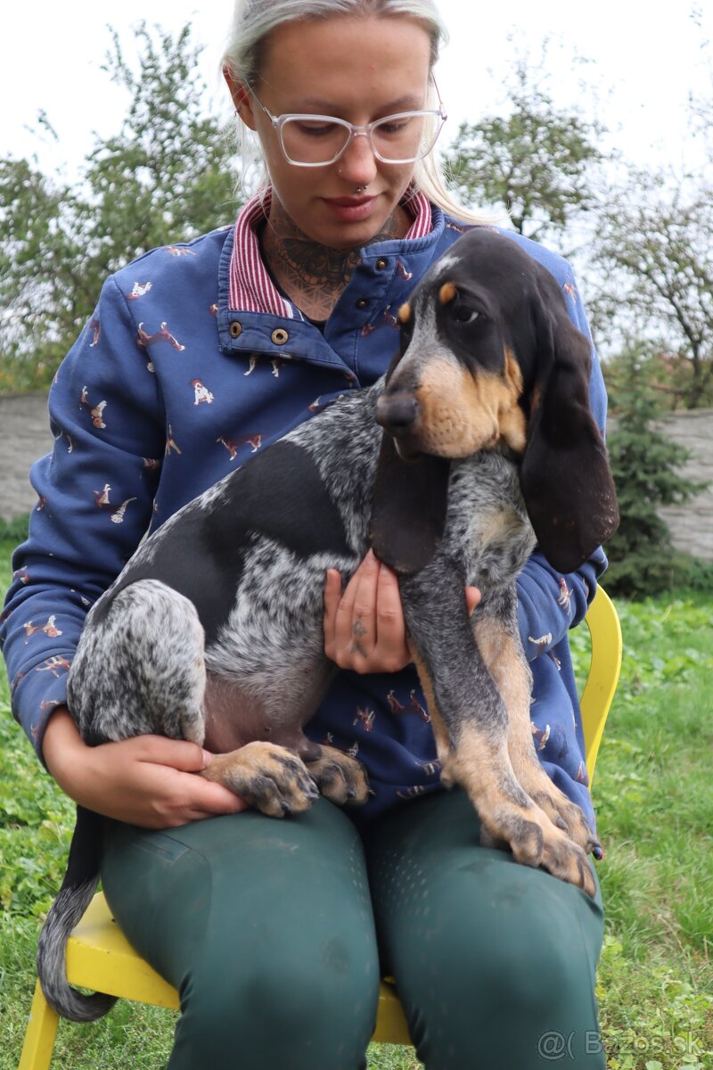 Velký gaskonský pes Grand Bleu de Gascogne s PP FCI - 9