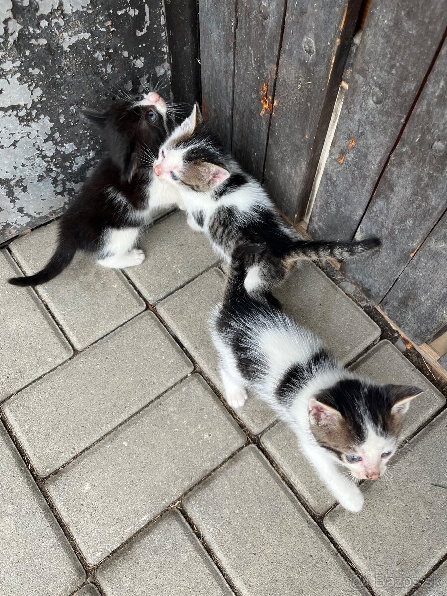 Darujem mačiatka - 9