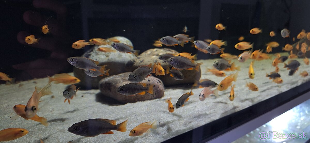 Africke cichlidy malawi - 9