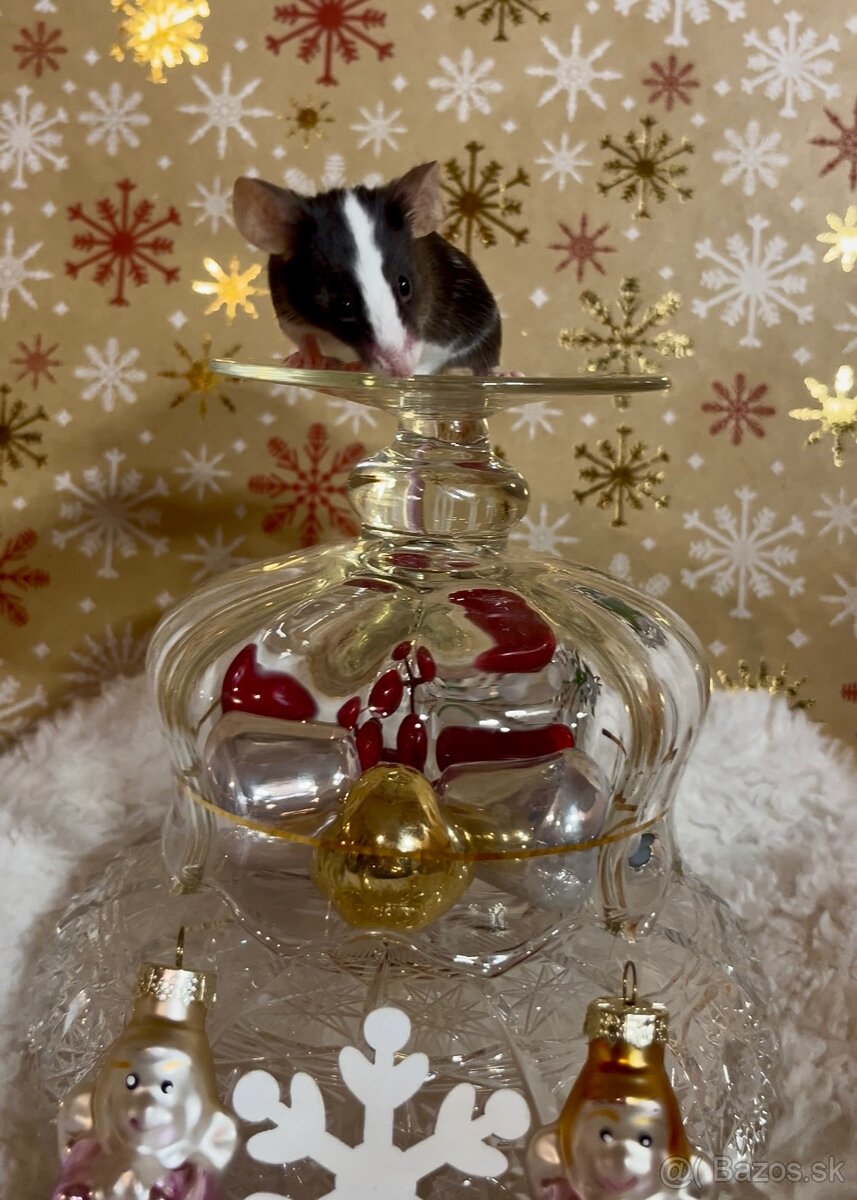 Myš von Austerlitz - samice - 9