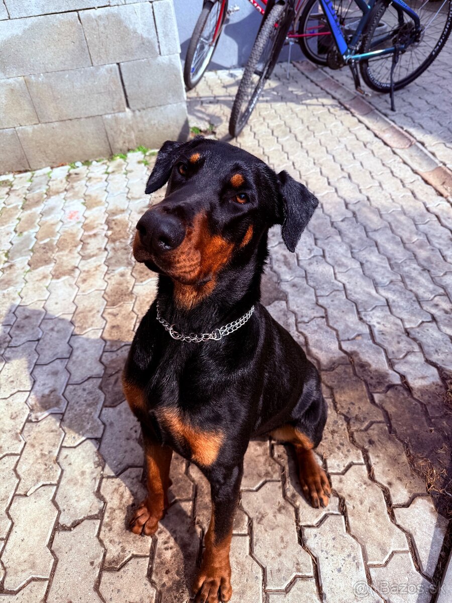 Šteniatka dobermana - 9