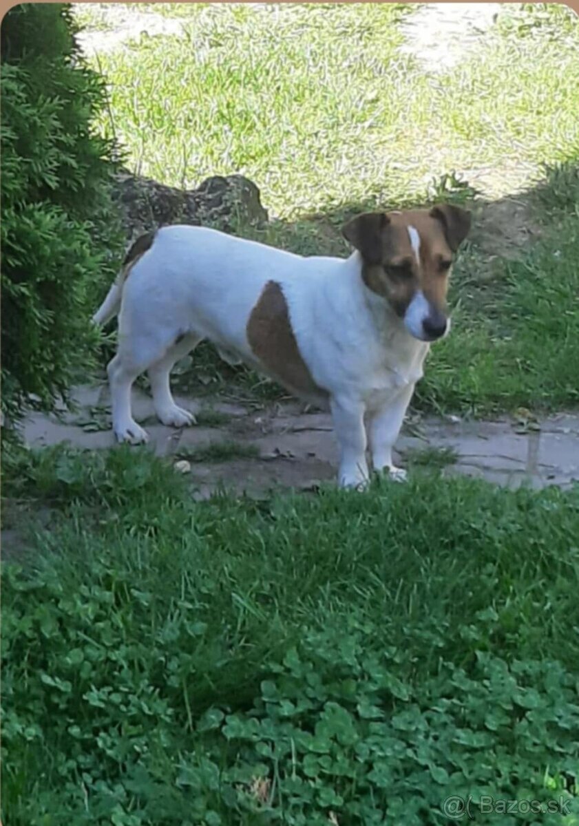 Jack Russell terier - 9