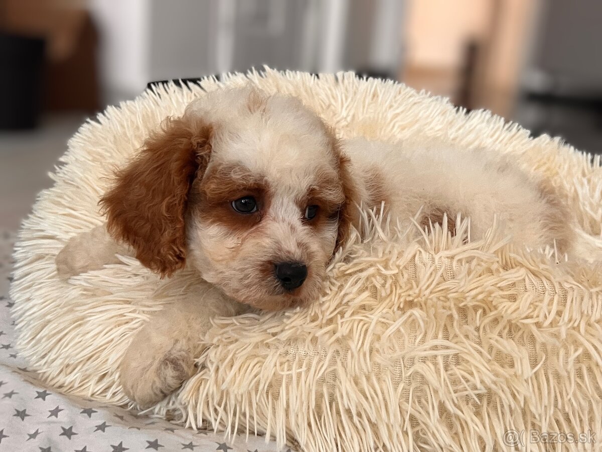 Roztomilé šteniatka Cavapoo - 9
