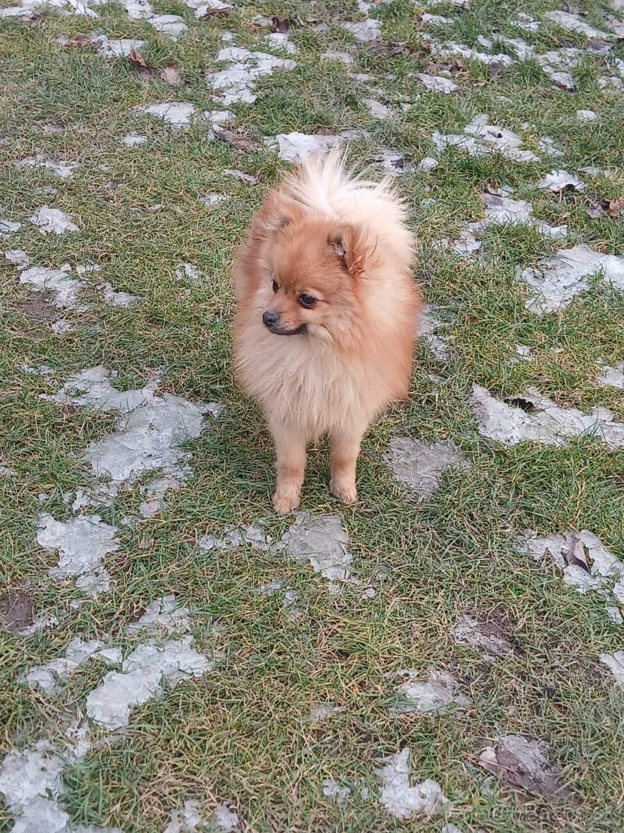 Šteniatka maltipoo - 9